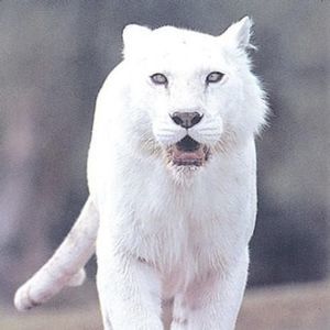 Meet your Posher, Travis